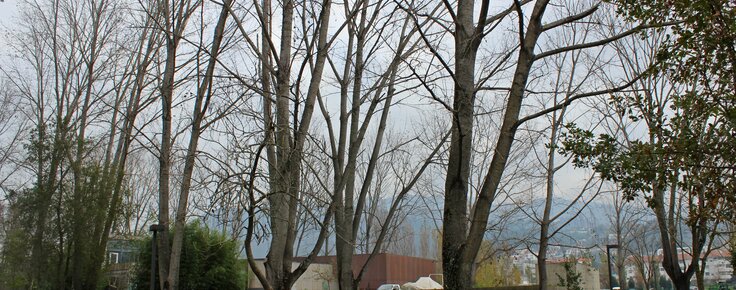 Arvores_Castelinho_01