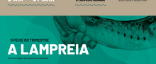 foto_noticias_lampreia_26