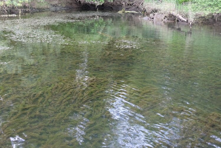 egeria