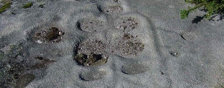 Gravura_rupestre_da_Ch__Longa___Vila_Nova_de_Cerveira_site