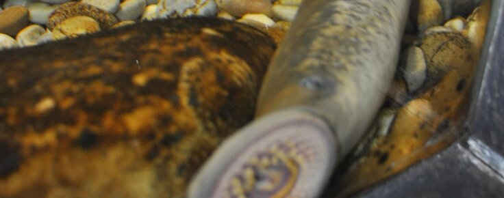 Lampreia_no_Aquamauseu