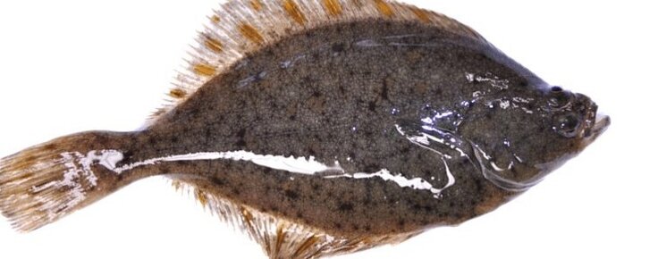 Exposi__o_A_solha_site